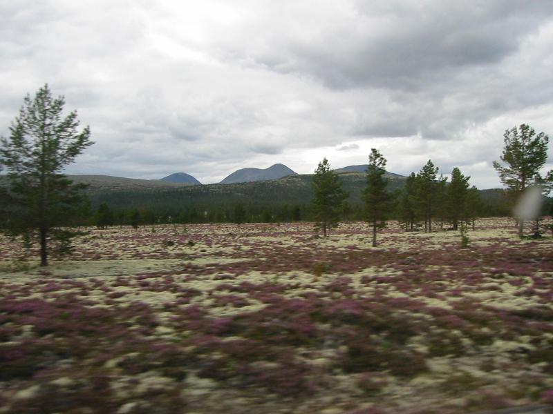 Norwegen mit Heidekraut bewachsenen Feldern
